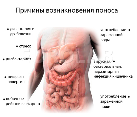 морфологический разбор слова понос