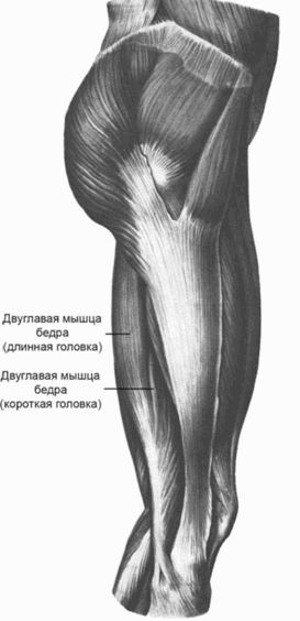 морфологический разбор слова бедро