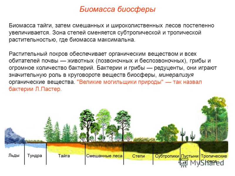 морфологический разбор слова биомасса