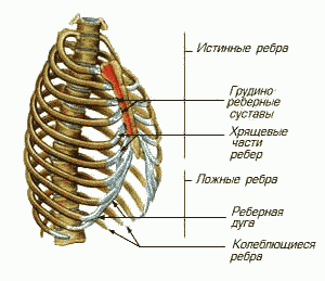 морфологический разбор слова грудина