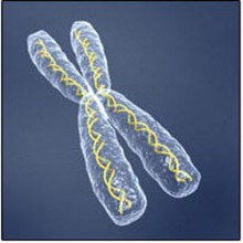 морфологический разбор слова хромосома
