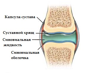 морфологический разбор слова хрящ