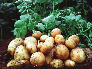 морфологический разбор слова картофель