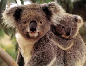 морфологический разбор слова коала