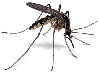 морфологический разбор слова комар