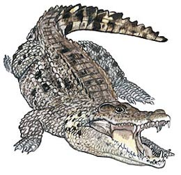 морфологический разбор слова крокодил