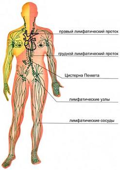 морфологический разбор слова лимфа