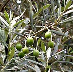 морфологический разбор слова маслина