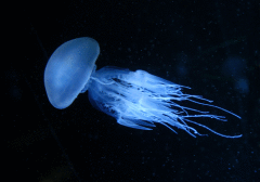 морфологический разбор слова медуза
