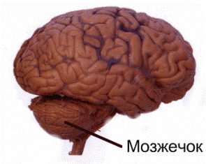 морфологический разбор слова мозжечок