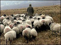 морфологический разбор слова пастух