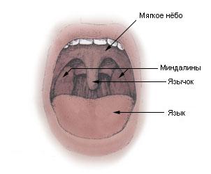 морфологический разбор слова полость