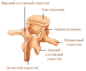 морфологический разбор слова позвонок