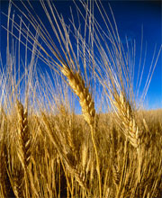 морфологический разбор слова пшеница