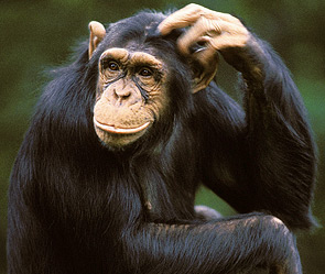 морфологический разбор слова шимпанзе