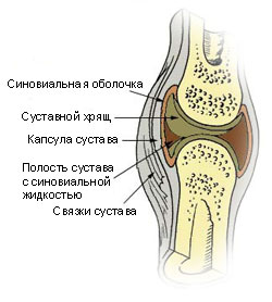 морфологический разбор слова сустав