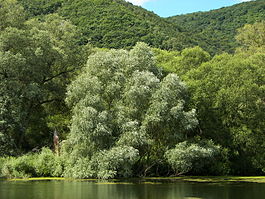 морфологический разбор слова тальник