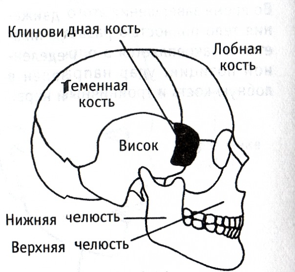 Где находится висок у человека на картинке