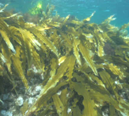 морфологический разбор слова водоросль