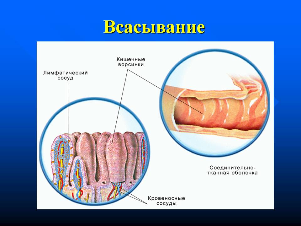 морфологический разбор слова всасывание