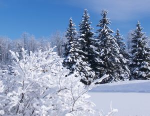 морфологический разбор слова январь